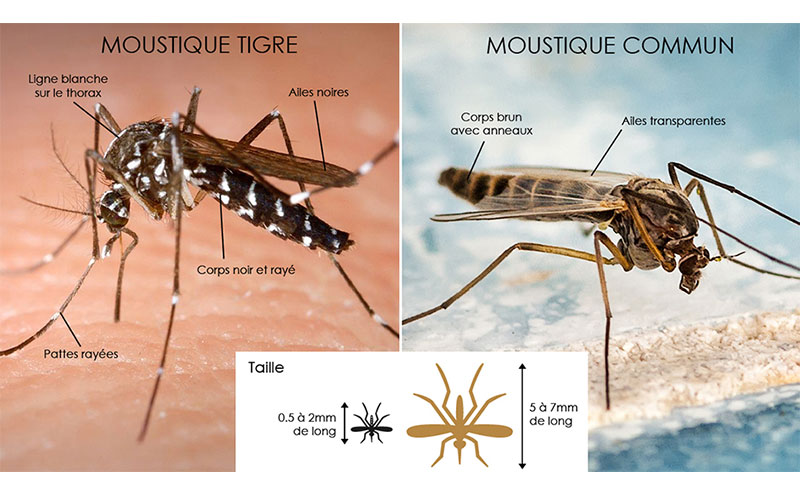 mairie de muret actualites reconnaitre moustique 1